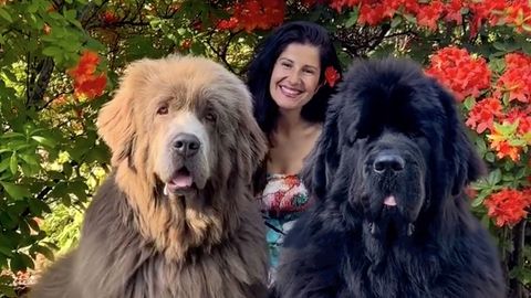 Riesen-Haustiere: Diese beiden Hunde werden oft für Bären gehalten