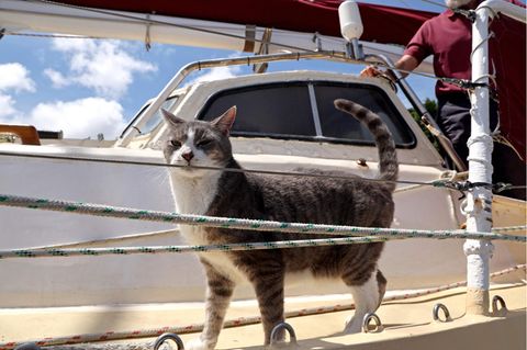 Sydney-Hobart: Katze Oli wird heimlicher Star bei berühmter Segelregatta