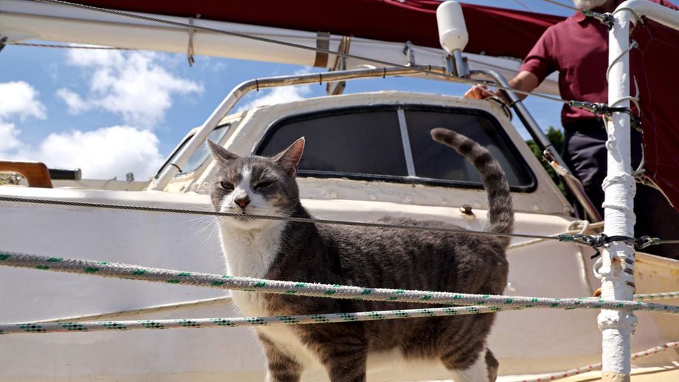 Sydney-Hobart: Katze Oli wird heimlicher Star bei berühmter Segelregatta