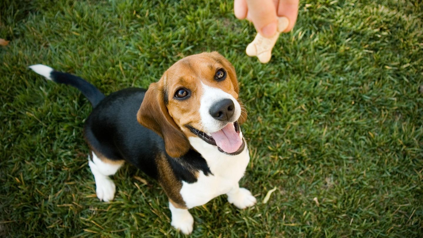 Hausgemachte Kekse für Hunde