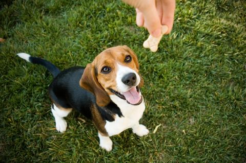Hausgemachte Kekse für Hunde