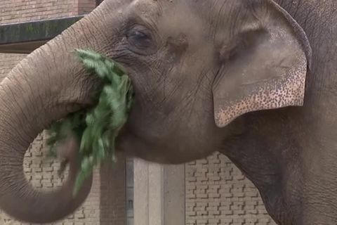 Video: "Die schmecken schon" - Festschmaus für Zootiere