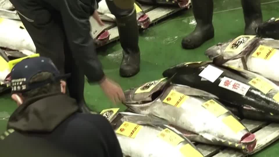 Video: Spitzenpreis für Thunfisch Video: Spitzenpreis für Thunfisch