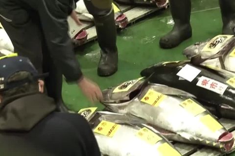 Video: Spitzenpreis für Thunfisch