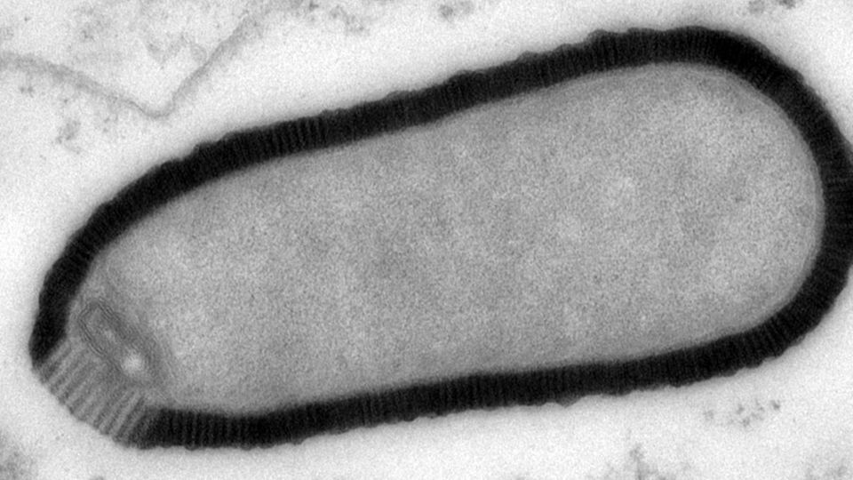 Erreger im Permafrost: Pithovirus sibericum