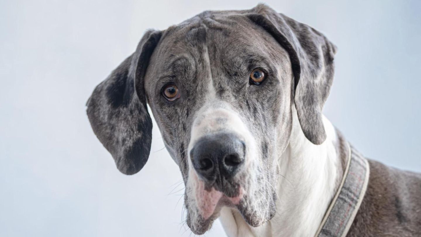 Gewaltige Vierbeiner: XXL-Haustiere: Das sind die größten Hunderassen der Welt