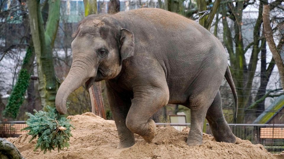 Ein Elefant mit einem Weihnachtsbaum im Rüssel.