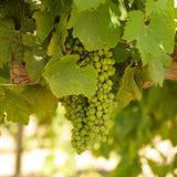 Weintrauben auf Malta