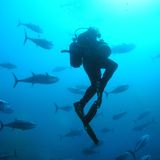 Ein Taucher schwimmt zwischen Thunfischen  vor Malta