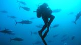 Ein Taucher schwimmt zwischen Thunfischen  vor Malta