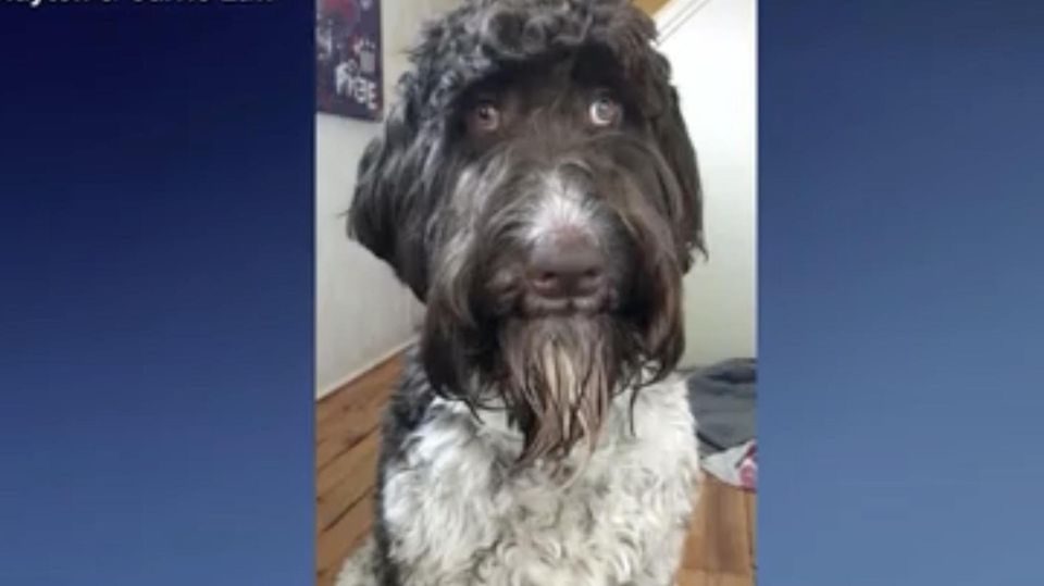 Kostspieliger Snack: 4000–Dollar-Leckerli: Hund schnappt sich Ersparnisse seiner Besitzer