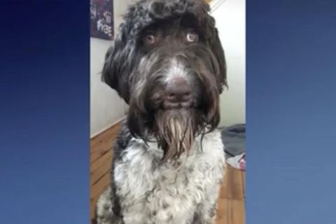 Kostspieliger Snack: 4000–Dollar-Leckerli: Hund schnappt sich Ersparnisse seiner Besitzer