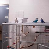 Breviks Wellensittiche