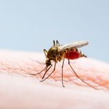 Eine Moskito in einer Großaufnahme auf einem Stück Haut