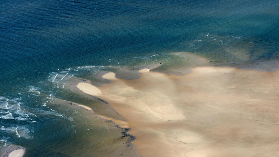 Zehntausende Krater befinden sich auf dem Boden der Nordsee. Eine Studie zeigt, dass sie von den Angriffen hungriger Schweinswale zeugen könnten