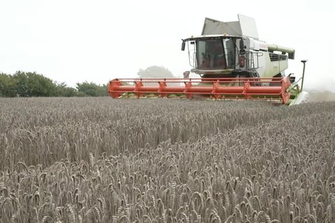 Sparpläne der Regierung: Bauernproteste in Deutschland: So wurden Landwirte bisher subventioniert