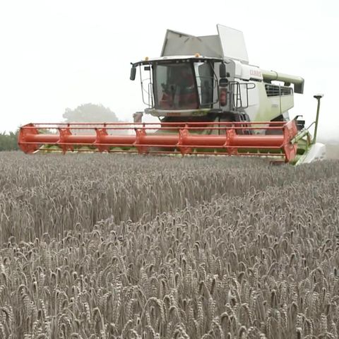 Sparpläne der Regierung: Bauernproteste in Deutschland: So wurden Landwirte bisher subventioniert