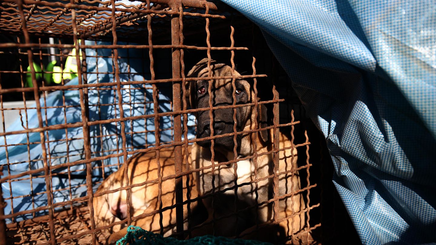 9. Januar: Südkorea verbietet das Schlachten von Hunden Südkoreas Parlament hat ein Gesetz verabschiedet, um dem Verzehr von Hundefleisch im Land ein Ende zu setzen. Die Abgeordneten in Seoul billigten am Dienstag mit 208 zu 0 Stimmen ein Sondergesetz, das die Zucht und das Schlachten von Hunden für den menschlichen Verzehr unter Strafandrohung verbietet. Auch soll künftig dem Vertrieb und Verkauf von Nahrungsmitteln mit Hundebestandteilen ein gesetzlicher Riegel vorgeschoben werden, wie südkoreanische Sender berichteten. Tierschützer begrüßten den Schritt. Mit dem Gesetz soll eine Praxis beendet werden, die in Südkorea in den vergangenen Jahren immer weniger populär geworden ist. Zahlreiche Züchter der Schlachthunde argumentierten jedoch, dass der Hundefleischverzehr Teil einer langen Tradition Koreas sei. Hund kommt in Korea vor allem als Grillfleisch oder Suppe auf den Tisch. Für das Tier auf dem Foto, das Hundezüchter bei einer Demo für das Schlachten von Hunden gezeigt haben, kommt die Entscheidung wohl leider zu spät. Mehr zu diesem Thema lesen Sie hier.