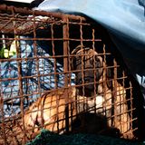 Südkoreas Parlament hat ein Gesetz verabschiedet, um dem Verzehr von Hundefleisch im Land ein Ende zu setzen. Die Abgeordneten in Seoul billigten am Dienstag mit 208 zu 0 Stimmen ein Sondergesetz, das die Zucht und das Schlachten von Hunden für den menschlichen Verzehr unter Strafandrohung verbietet. Auch soll künftig dem Vertrieb und Verkauf von Nahrungsmitteln mit Hundebestandteilen ein gesetzlicher Riegel vorgeschoben werden, wie südkoreanische Sender berichteten. Tierschützer begrüßten den Schritt.     Mit dem Gesetz soll eine Praxis beendet werden, die in Südkorea in den vergangenen Jahren immer weniger populär geworden ist. Zahlreiche Züchter der Schlachthunde argumentierten jedoch, dass der Hundefleischverzehr Teil einer langen Tradition Koreas sei. Hund kommt in Korea vor allem als Grillfleisch oder Suppe auf den Tisch. Für das Tier auf dem Foto, das Hundezüchter bei einer Demo für das Schlachten von Hunden gezeigt haben, kommt die Entscheidung wohl leider zu spät.     Mehr zu diesem Thema lesen Sie hier.