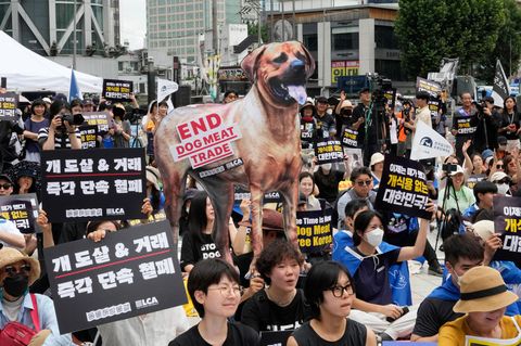 Tierschützer veranstalten eine Kundgebung gegen die traditionelle Kultur des Verzehrs von Hundefleisch in Südkorea