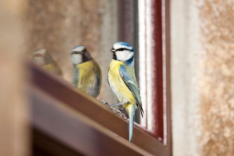 Vogelschutz für Fenster: Blaumeise sitzt auf dem Fensterrahmen vor einer Scheibe
