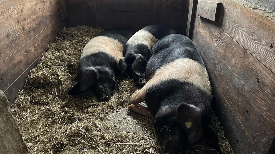 Schweinestall auf dem Kattendorfer Hof Drei schwarzweiße Schweine liegen nebeneinander auf Stroh.