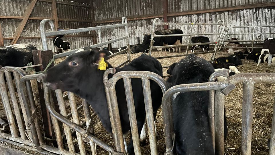 Kälber im Stall Kälber und Kühe stehen in einem Stall
