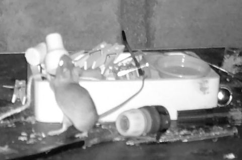 Virales Video: Fleißiger Helfer: Maus räumt nachts die Werkbank eines Mannes auf