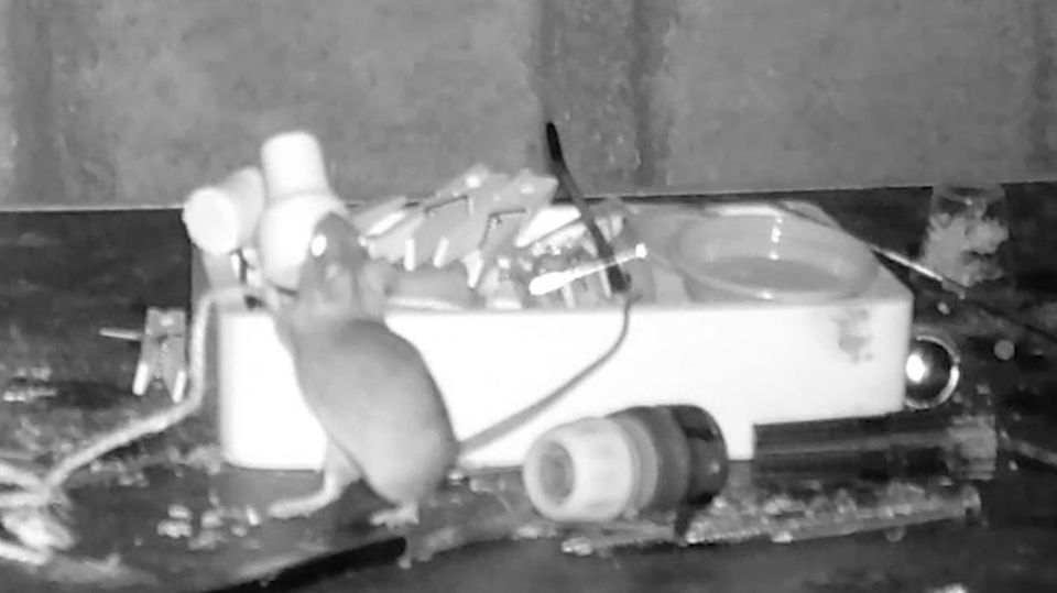 Virales Video: Fleißiger Helfer: Maus räumt nachts die Werkbank eines Mannes auf