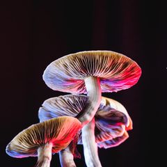 Mexikanische Zauberpilze