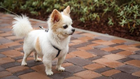 Ein Chihuahua an einer Leine