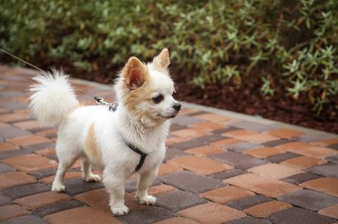 Ein Chihuahua an einer Leine