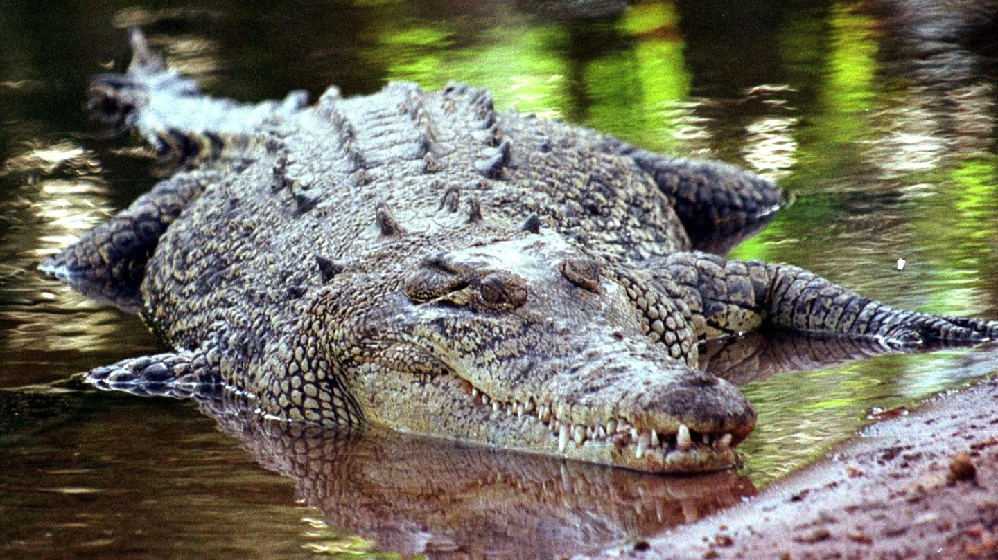 Ein Salzwasserkrokodil aufgenommen in Darwin