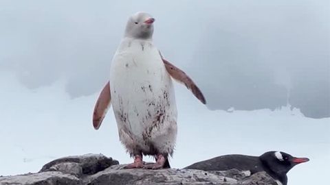 Antarktische Königspinguine produzieren Lachgas mit ihrem Kot