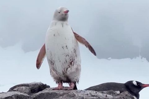 Defektmutation: Seltener weißer Pinguin in der Antarktis beobachtet