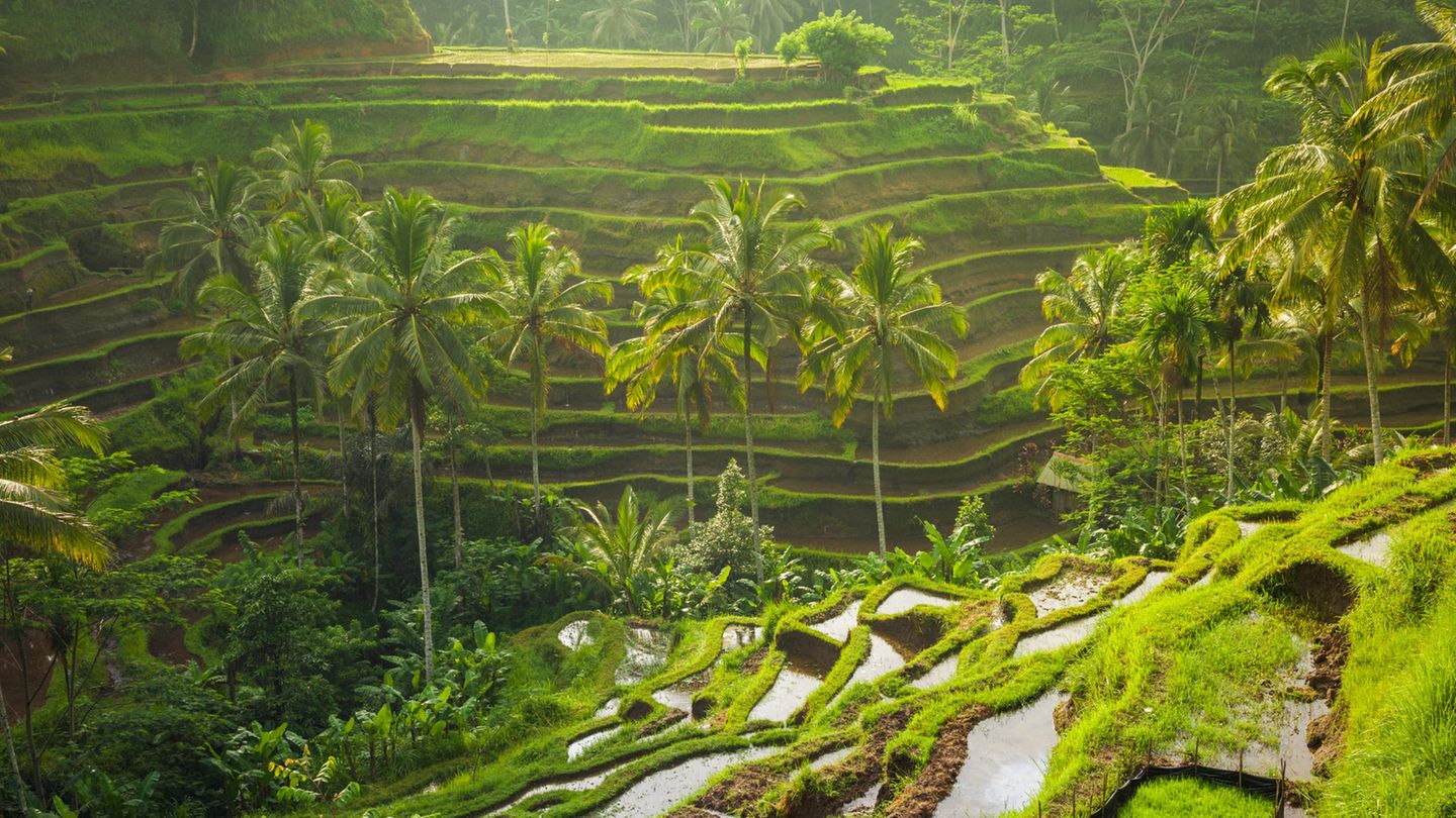 Platz 2: Bali, Indonesien Blick auf eine Reisterrasse