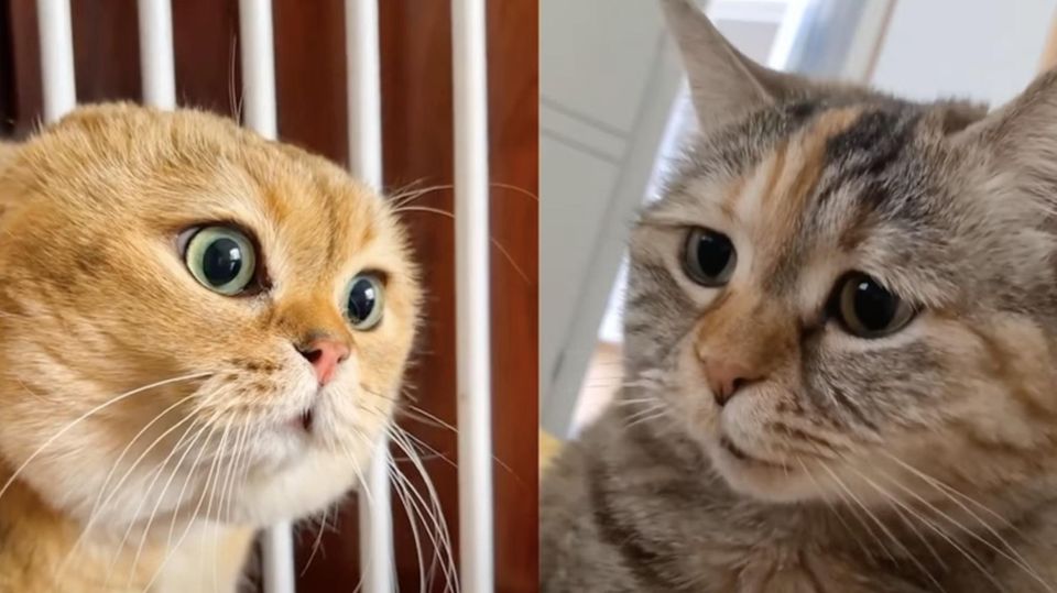 Haben viel zu bereden – zumindest in der Fantasie der Menschen