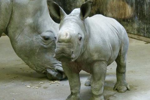 Augsburg: Niedlicher Nashorn-Nachwuchs: Kleiner Paco verzaubert Zoobesucher