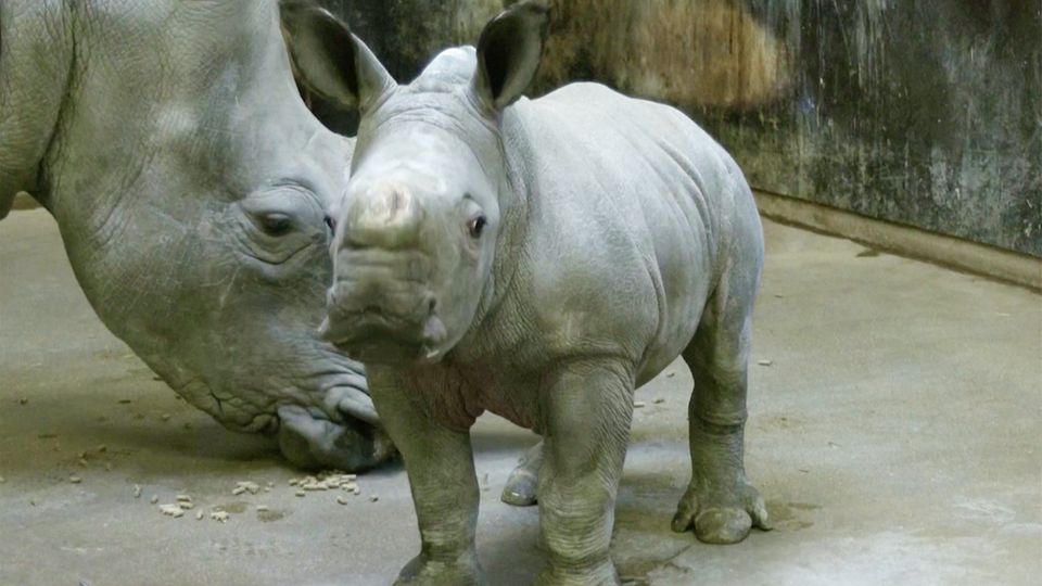 Augsburg: Niedlicher Nashorn-Nachwuchs: Kleiner Paco verzaubert Zoobesucher