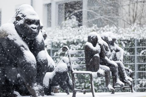 Gorillas im Schnee