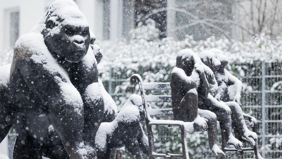 Gorillas im Schnee