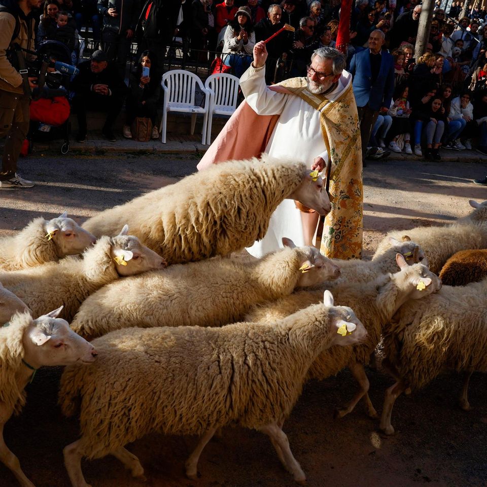 Ein Priester segnet eine Schafherde in Mallorca