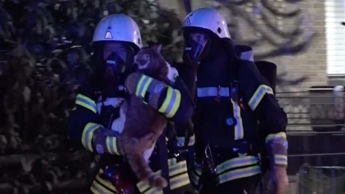 Feuerwehreinsatz: Schockmoment: Feuerwehr rettet Katze aus brennendem Haus