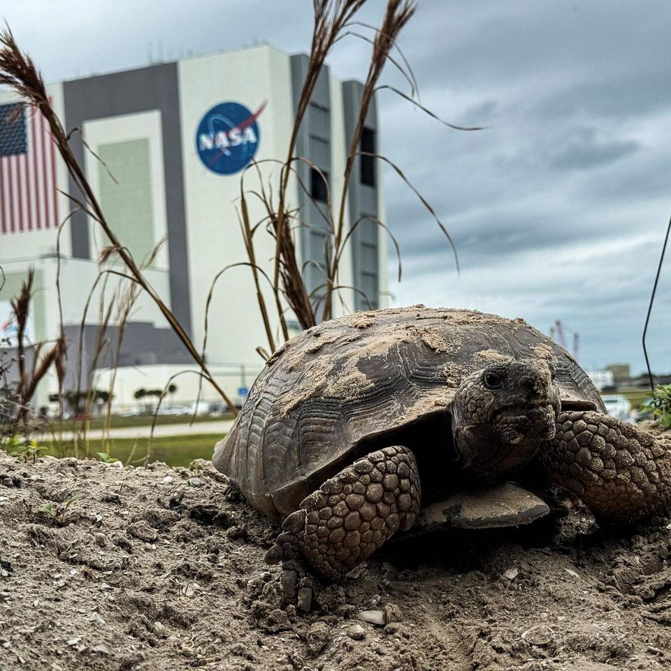 Eine Gopher-Schildkröte spaziert über das Gelände des Kennedy Space Centers der NASA in Florida