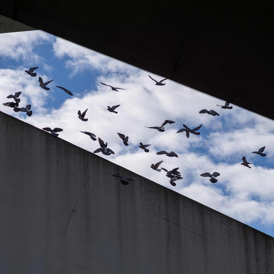 Eine Gruppe von Tauben fliegt zwischen zwei Brücken in New Taipei City