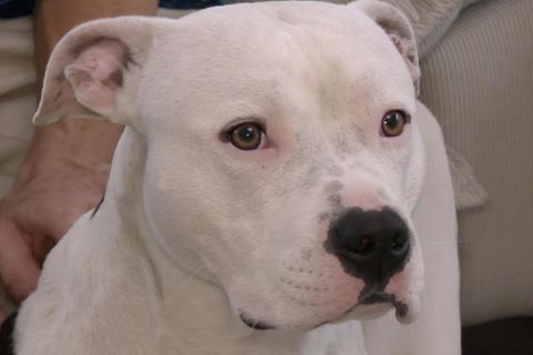 American Staffordshire Terrier Hund