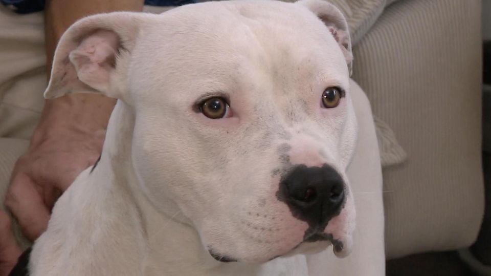 American Staffordshire Terrier Hund