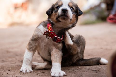 Ein Hund kratzt sich. Ein extremer Juckreiz gilt als charakteristisches Symptom der Pseudowut