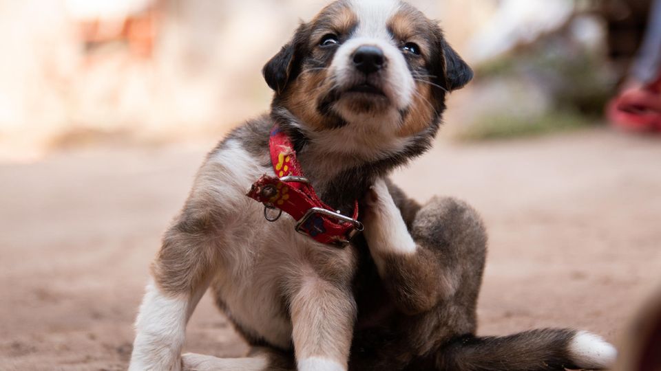 Ein Hund kratzt sich. Ein extremer Juckreiz gilt als charakteristisches Symptom der Pseudowut