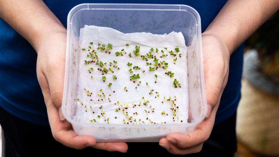 Saatgut keimt auf Küchenpapier